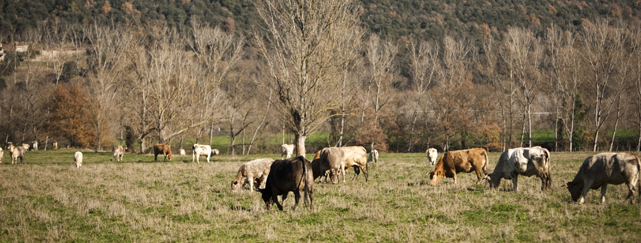 Agricultura i ramaderia de la Vall de Bianya
